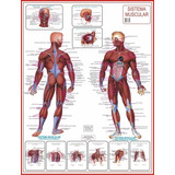 Mapa Do Corpo Humano 120x90 Atualizado