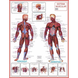 Mapa Do Corpo Humano Sistema Muscular