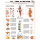 Mapa Do Sistema Nervoso Humano, De