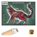Mapa Gato Cat Pet Anatomia Veterinário Poster Estudo