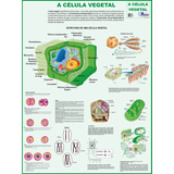 Mapa Gigante Da Célula Vegetal - Livro Para Estudos De Botânica E Trabalhos Escolares - Dobrado Medindo 120cm X 90cm - Equipe Multivendas