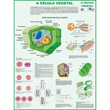 Mapa Gigante Da Célula Vegetal - Livro Para Estudos De Botânica E Trabalhos Escolares - Dobrado Medindo 120cm X 90cm - Equipe Multivendas