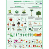 Mapa Gigante Da Classificação Vegetal - Livro Para Estudos De Botânica Plantas Flor Semente Fruto Folha Raiz Caule - Dobrado Medindo 120cm X 90cm - Equipe Multivendas