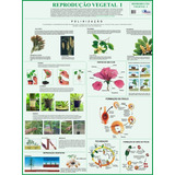 Mapa Gigante Da Reprodução Vegetal 1 - Livro Para Estudos De Botânica E Trabalhos Escolares - Polinização - Dobrado Medindo 120cm X 90cm - Equipe Multivendas