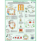 Mapa Gigante Da Reprodução Vegetal 2 - Livro Para Estudos De Botânica E Trabalhos Escolares - Dobrado Medindo 120cm X 90cm - Equipe Multivendas