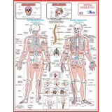 Mapa Gigante Do Sistema Esquelético Humano 1 - Livro Para Estudos De Medicina Anatomia Enfermagem Fisioterapia E Acupuntura - Tamanho Gigante 120x90cm Dobrado - Equipe Multivendas
