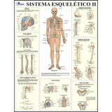 Mapa Gigante Do Sistema Esquelético Humano