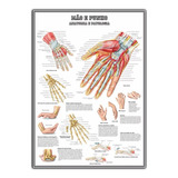 Mapa Mão E Punho Anatomia 65x100cm Medicina - Plastificado