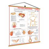 Mapa Sistema Endócrino Corpo Humano Poster