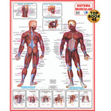 Mapa Sistema Muscular Corpo Humano Medicina