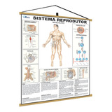 Mapa Sistema Reprodutor Masculino Corpo Humano