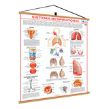 Mapa Sistema Respiratorio Corpo Humano Banner