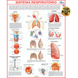 Mapa Sistema Respiratório Corpo Humano Medicina