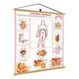 Mapa Sistema Urinario Corpo Humano Banner