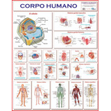 Mapas Do Corpo Humano 120x90 Cm