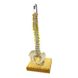 Maquete Coluna Vertebral Flexível. Anatômico Humano.