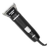 Bivolt
