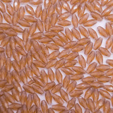 Miçanga Arroz Facetado 4x8mm 500un Marrom