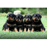 Microchipados E Com Pedigree Filhotes Rottweiler