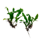 Microsorum 2 Mudas Low Tech Aquario Plantado Planta Aquática
