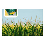Milho Hibrido Brs 3046 Saboroso - 1kg De Sementes P Plantio