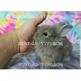 Mini Coelhinhos Lindos