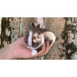 Anão