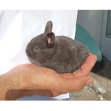 Mini Coelho Netherland Dwarf