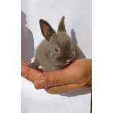 Mini Coelho Netherland Dwarf