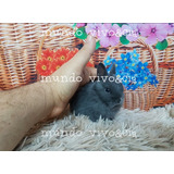 Mini Coelhos Anão Mansinhos