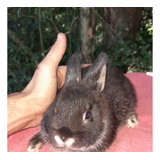 Mini Coelhos Anaos Netherland Dwarf