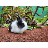 Mini Coelhos Lion Head
