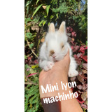 Mini Coelhos Mini Lyon, Fuzzy Lop, Mini Lop,rex, Miniangorá 