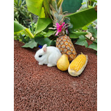 Mini Coelhos Netherland