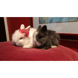 Mini Coelhos Teddy Dwerg