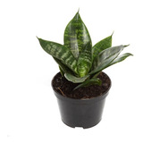 Mini Espada De São Jorge Sansevieria