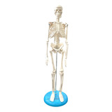 Mini Esqueleto Humano 45cm Articulado Base Anatomic Profissi