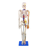 Mini Esqueleto Humano 85cm Articulado Nervos Vaso Sanguíneo