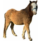 Mini Horse Macho. Pônei. Potro