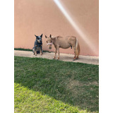 Mini Horse
