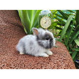Mini Lion Mini Coelhos Filhotes