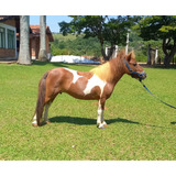 Mini-horse Fêmea, 82cm, Pampa, Mansa