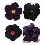 Jardim