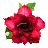 Jardim