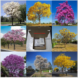 Mix 300 Sementes De Ipê - 9 Cores Amarelo Roxo Rosa Branco