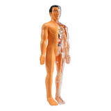 Modelo 3d De Anatomia Do Corpo