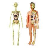 Modelo 3d De Anatomia Do Corpo Humano Em Plástico Infantil.