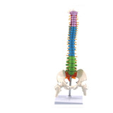 Modelo Anatomia Coluna Vertebral Humana 45cm Base Vertebras