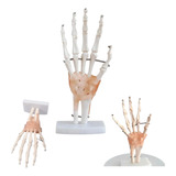 Modelo Anatomia Esqueleto Articulação Mão Tamanho