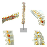Modelo Anatômico Coluna Vertebral 45 Centímetros Patologias